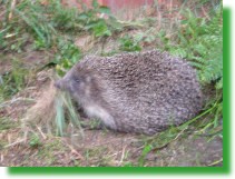 Freund Igel