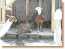 Unsere 3 Rappelkpfe