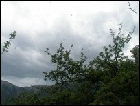 Schwarmbienen in der Luft
