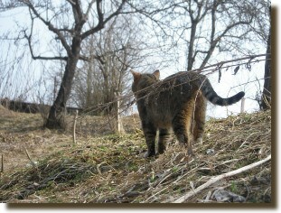 Kater Mikesch hchst persnlich