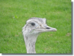 Irrlufer aus dem Tierpark Rossegg