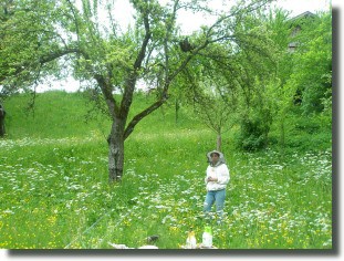 Suchbild: Wo ist der Schwarm?