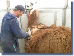 Frischer Haarschnitt fr unseren Wunzel
