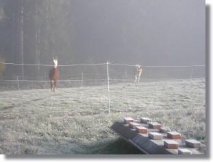 Hallo