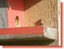 Wildbienenpension