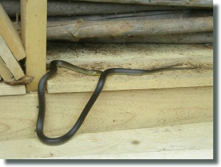 Ringelnatter in der Holzlage