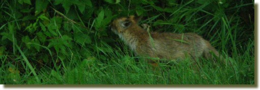 Besucher am Bienenstand