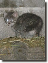 Katzennachwuchs