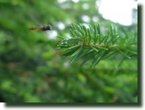 Waldtracht: Fichtenhonig zum direktem Verzhr