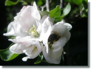 Birne, Apfel