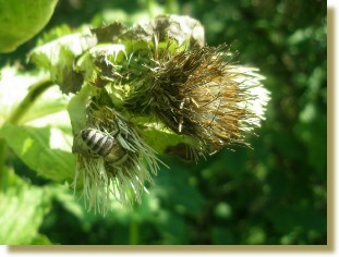 Distel