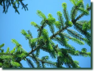 Waldhonig: Honigtau auf Fichte