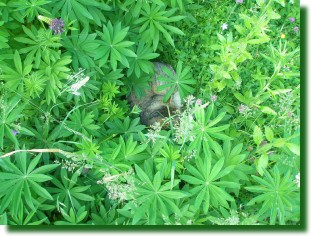 Kater auf Lupinie