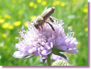 Knopfblume