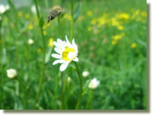 Margeritte