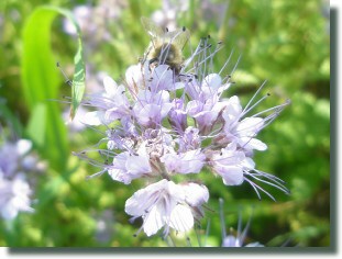 Phazelia