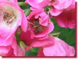 Rosenpollen
