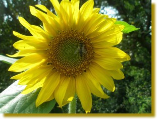 Sonnenblume