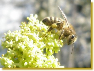 Vogelbeerenblten