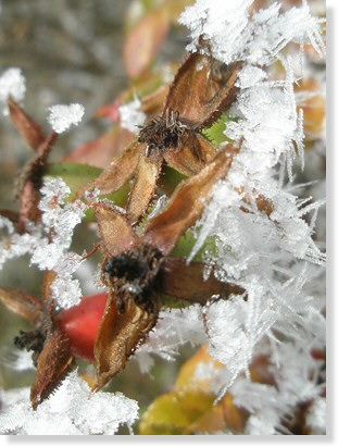 Frohe und gesegnete Weihnachtsgre