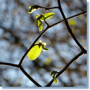 Frühlingserwachen in Wittenig