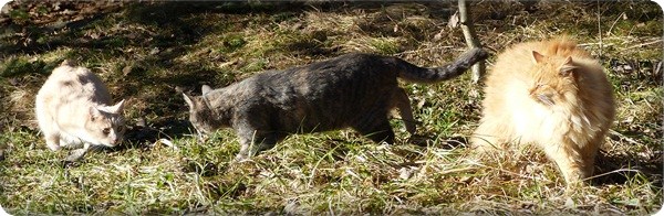 Katzenspiele in der Wintersonne