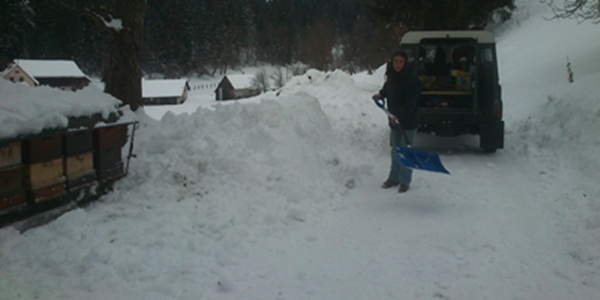 Gudrun ist das Arbeitstier
