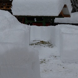die Schneefrse gewinnt