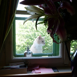 Alien am Fenster