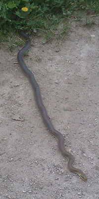 Ringelnatz