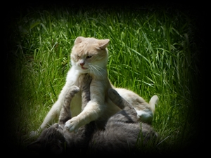 Katzenliebe