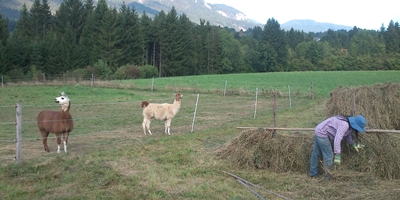 3 Lamas