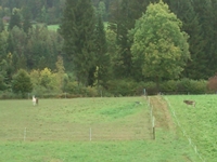 Kuh und Lama