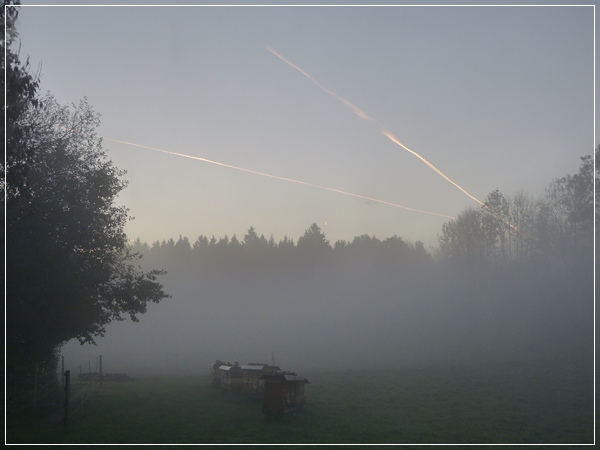 Bienen im Nebel