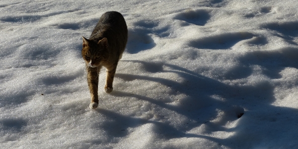 Der ber den Schnee geht ...