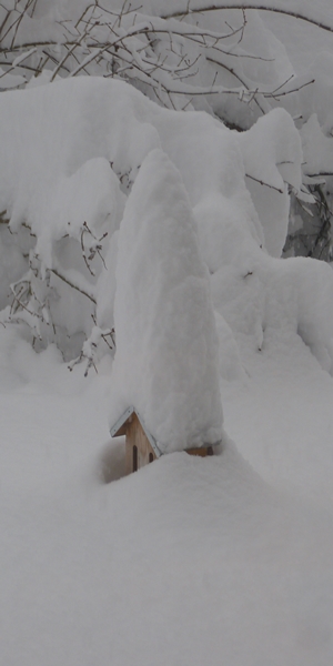 Schmetterlingshaus im Schnee