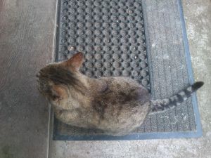 Unser Chefkater Herr Mikesch