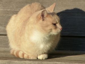Katze semmelfarben