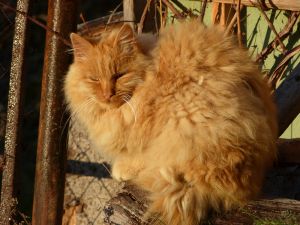 Katze dunkelgelb
