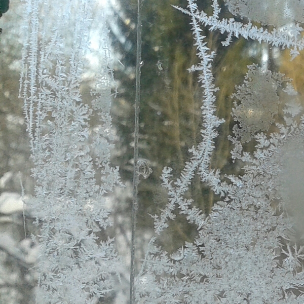 Eisblumen