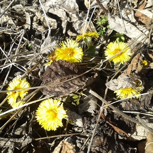 Huflattich, die ersten Pollen