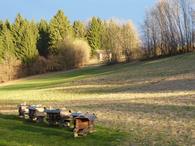 Bienen im Gailtal