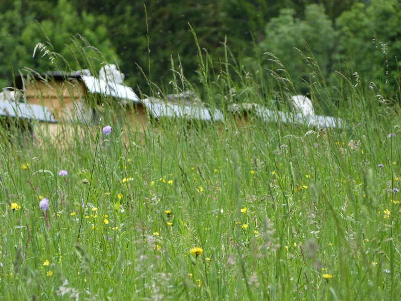 Blumenwiese
