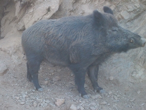 klein Schwein