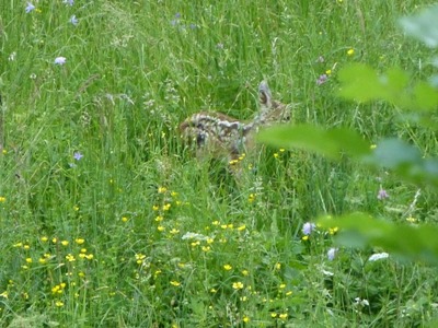 Babybambi