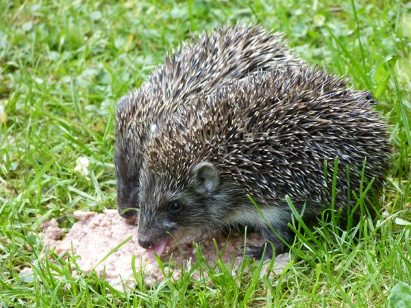 Igel in Wittenig