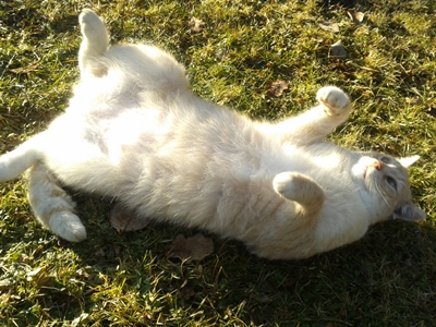 Katze Hase