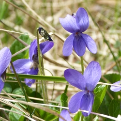 Veilchen in Wittenig