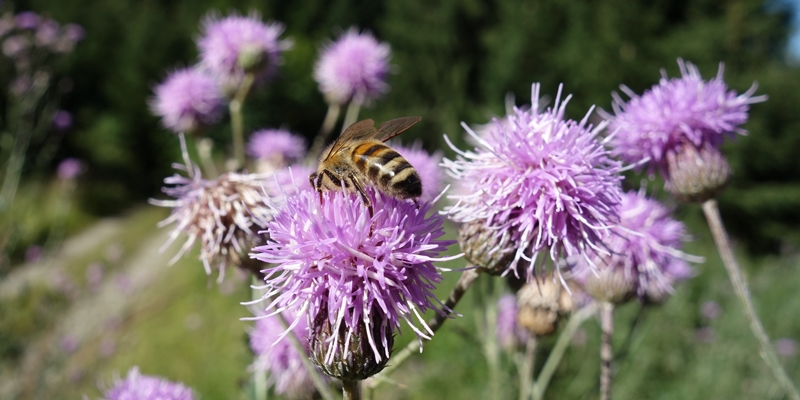 Bienenhonig aus dem Gailtal