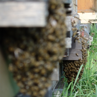 noch mehr Bienen